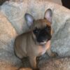 french bulldog price chart