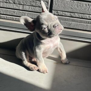 French bulldog price