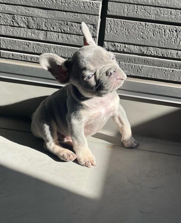 French bulldog price