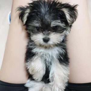 morkie puppies for sale