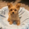 male morkie puppy