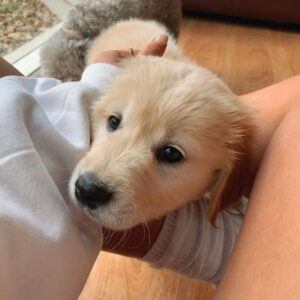 Buy Mini Golden Retriever Dog