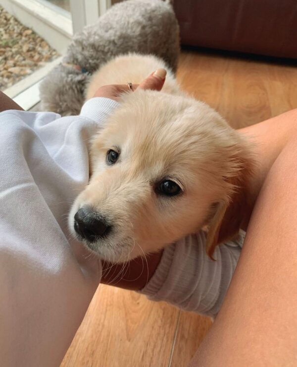 Buy Mini Golden Retriever Dog