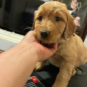 Buy Mini Golden Retriever Dog