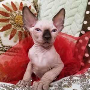 Sphynx kitten price