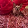 Sphynx kittens for sale