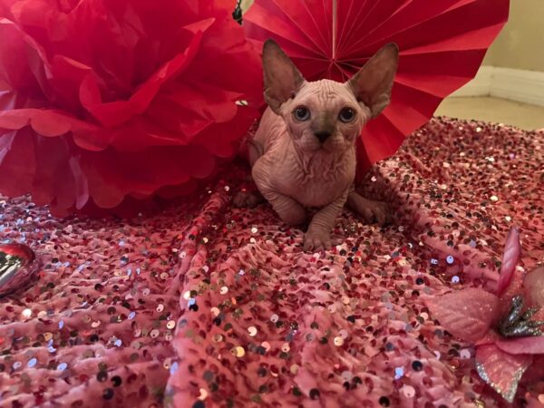 Sphynx kittens for sale