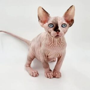 Black sphynx kitten for sale