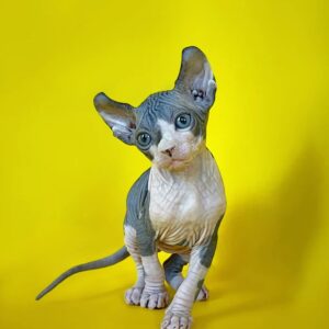 Hairless kittens for sale