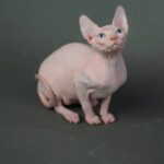 Sphynx kitten prices