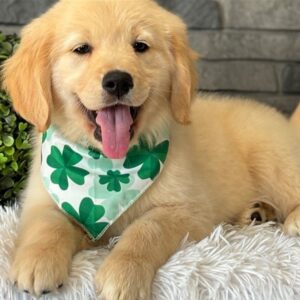 Golden retriever puppy