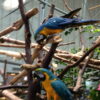 Blue and Gold Macaw Parrots