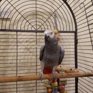 African grey parrots to buy