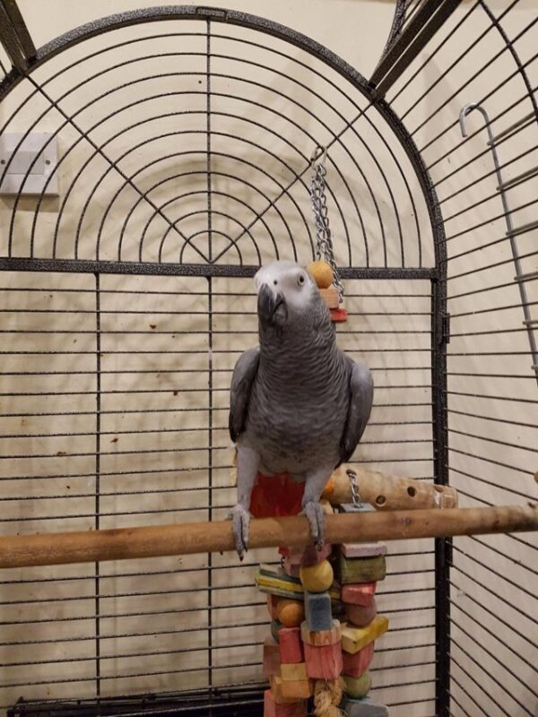 African grey parrots to buy