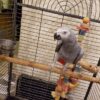 African grey parrots for sale near me