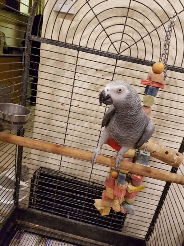 African grey parrots for sale near me