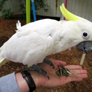 cockatoo parrots for sale