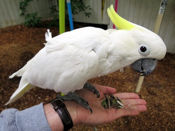 cockatoo parrots for sale