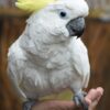 cockatoo parrots for sale