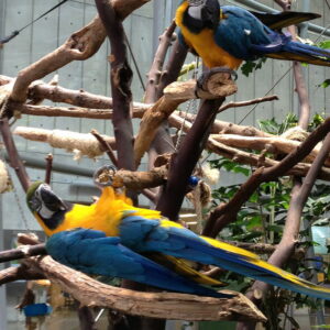 Blue and Gold Macaw Parrots