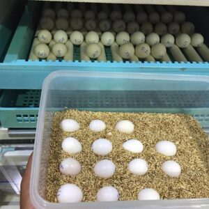 Fertile parrot eggs for sale