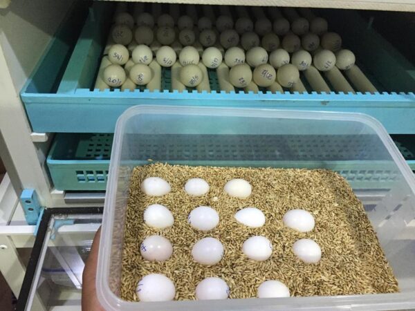 Fertile parrot eggs for sale