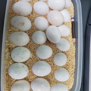 Fertile parrot eggs for sale