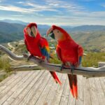 scarlet macaw birds for sale