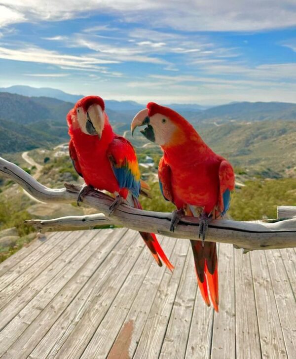 scarlet macaw birds for sale