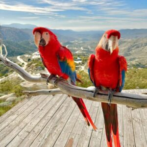 scarlet macaw birds for sale