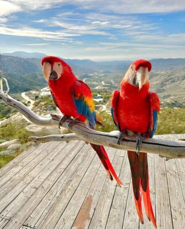 scarlet macaw birds for sale