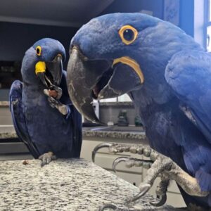 Hyacinth macaw parrots for sale