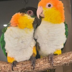 Caique Bird for sale