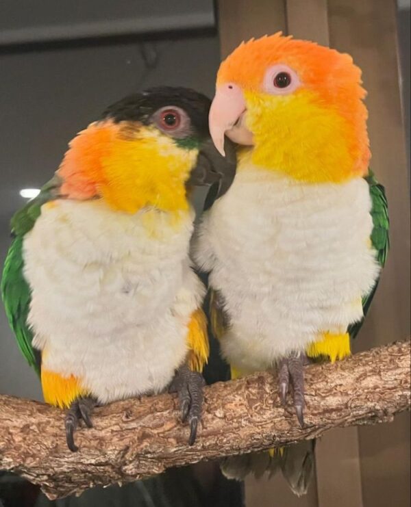 Caique Bird for sale