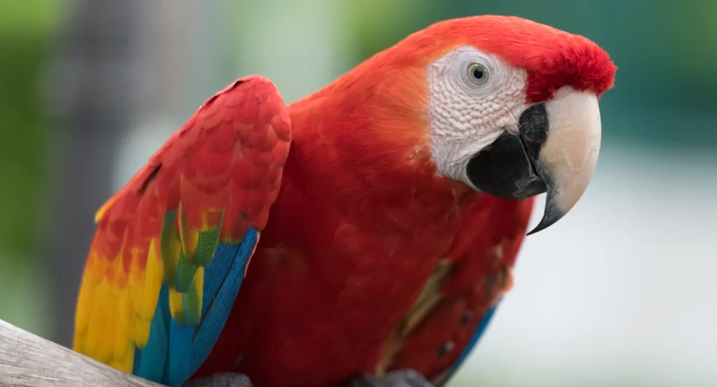 macaw parrots for sale